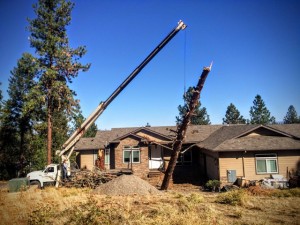 14 Ton Boom Truck Service Tree Removal by Pro Weld010105